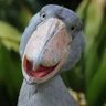 Elon Nusk profil fotoğrafı