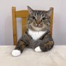 nova's profile picture