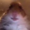 guacamolly's profile picture