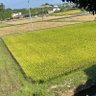 tako 的头像
