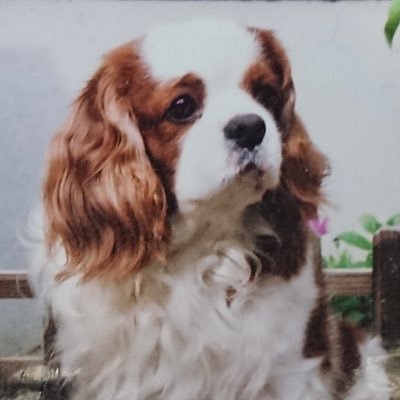 燕一家🐧's profile picture