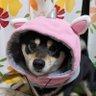 オコ's profile picture