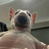 Zorro's profile picture