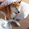 犬のりの 的头像