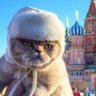 Елена Парфенова 的头像