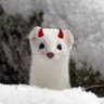 Agent Mioᵖᵗ² ☆ミ profil fotoğrafı