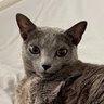 ジャンク通りの猫 profil fotoğrafı