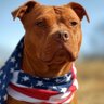 DARLA007🇺🇲🍊🇺🇲's profile picture