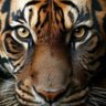 Anatolii's profile picture