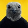 Corbo's profile picture