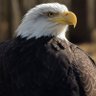 American Eagle profil fotoğrafı
