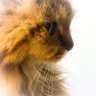 Hiloko65🌺 profil fotoğrafı
