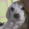 Profilbild von dragana