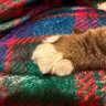 Profilbild von Mary M pronouns meow merow me(r)ows
