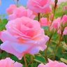 Mouna 🌿منى🇹🇳's profile picture