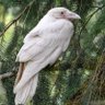 Profilbild von KvitRavn53