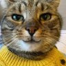 Heddo's profile picture