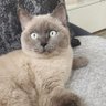 Profilbild von kedi velisi