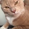 Beavus's profile picture