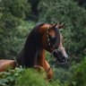 Фото профиля صالح قرباع