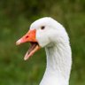 Carnivorous Goose's profile picture