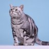 ひとり猫の奮闘記 profil fotoğrafı