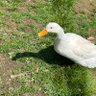 Фото профиля しょびた