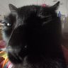 Ari Yah profil fotoğrafı