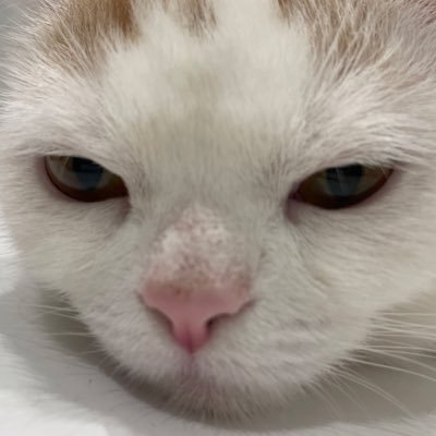 kurimitai's profile picture