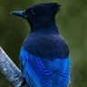نوح profil fotoğrafı