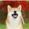 Elon’s DOGE 的头像