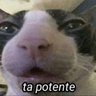 Profilbild von Portal das curtidas
