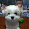 こはる 的头像