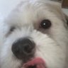 Profilbild von sachiii