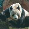 兔子 profil fotoğrafı
