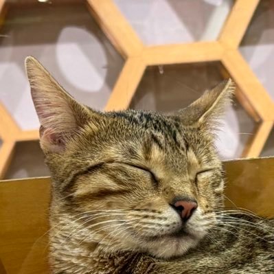 Quromi_sanrio's profile picture