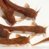 Фото профиля サカナもどき