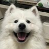 sendlove🐶's profile picture