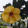 Nandini Mitra Banerjee's profile picture