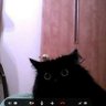 Платоновские девлоги's profile picture