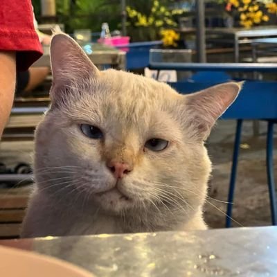 น้องเก็ตคนดีของสังคม^__^🐋🐻❄️🐈⬛🐕👓💕's profile picture