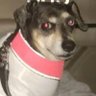 Profilbild von BottomLobsta