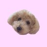 🌾こころ🍡's profile picture