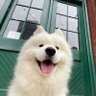 龙龙爱白狗 profil fotoğrafı