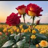 abdur rahman's profile picture