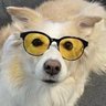 Puppy_Canvas🐶 profil fotoğrafı