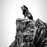 GALAMAN 🦁 profil fotoğrafı