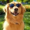Dog Gone It Y’all profil fotoğrafı
