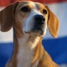 Фото профиля StellaDog