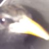 Fokhe's profile picture